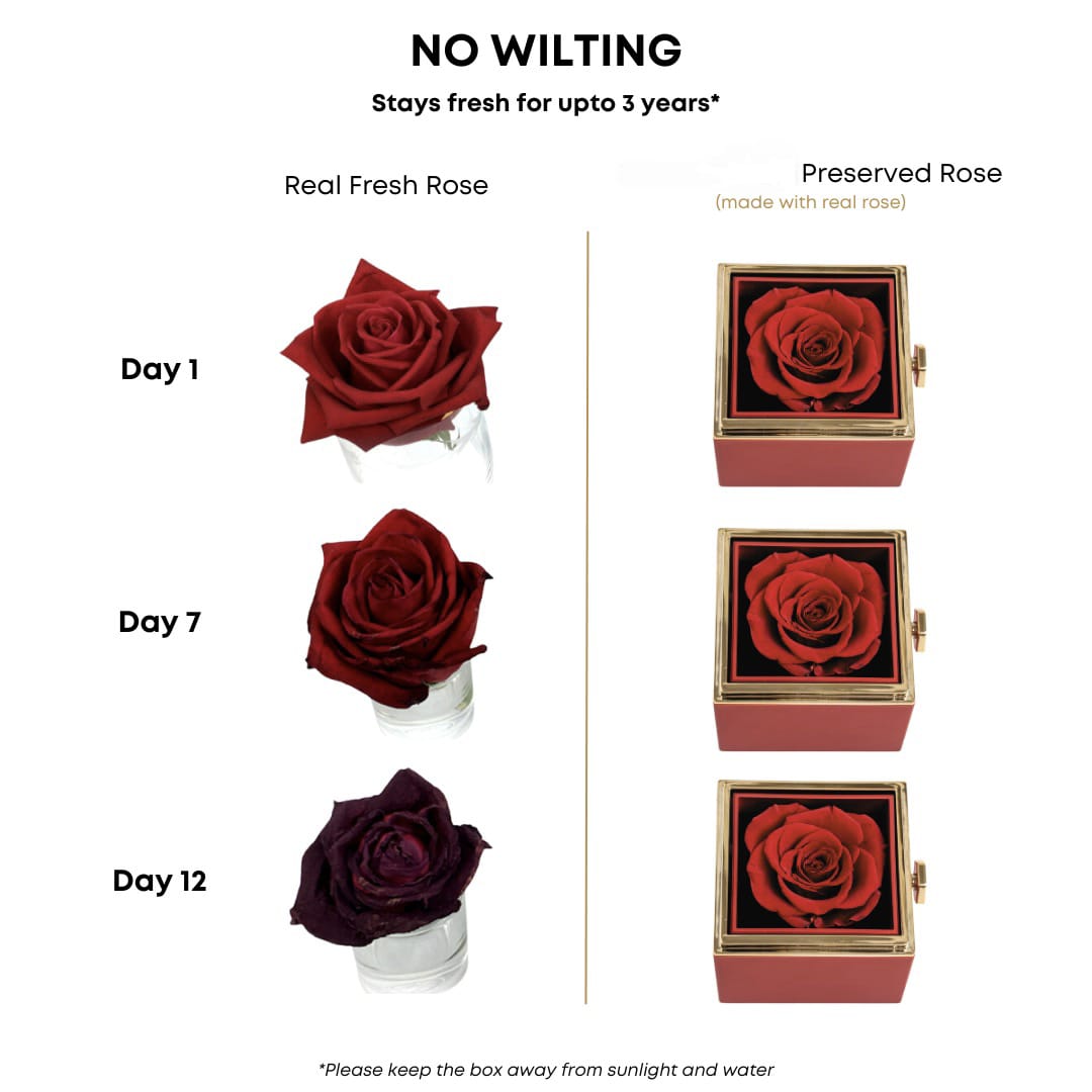 To My Daughter – Special Star Necklace (With Preserved Rose Box)